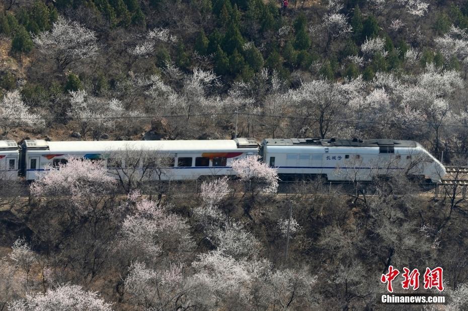 “開往春天的列車”穿越長(zhǎng)城腳下爛漫花海