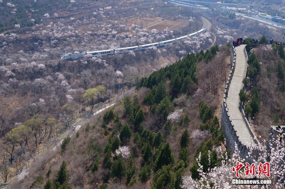 “開往春天的列車”穿越長城腳下爛漫花海