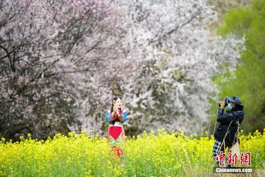 西藏林芝：雪山下桃花開