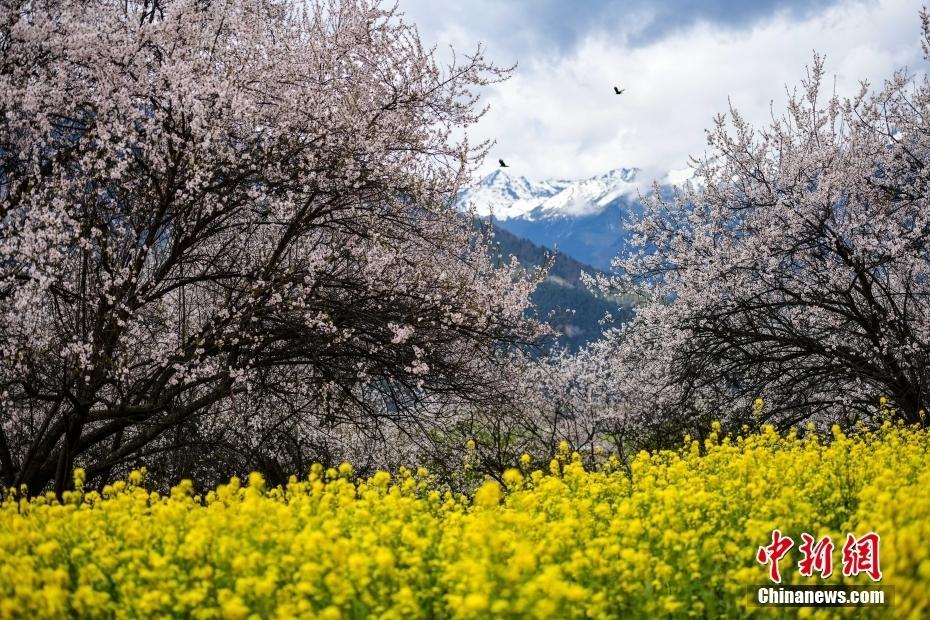 西藏林芝：雪山下桃花開