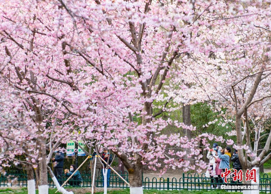 北京玉淵潭公園春和景明引游人流連忘返