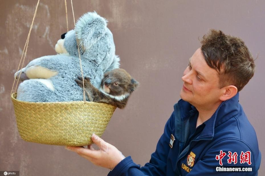 英國(guó)動(dòng)物園為考拉稱重 用毛絨玩具緩解考拉緊張情緒