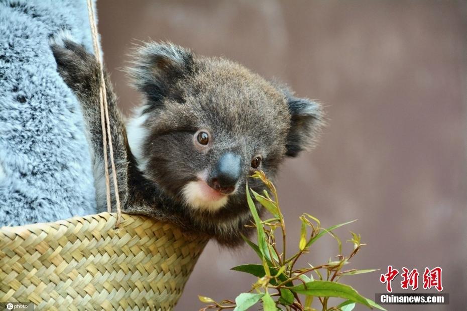 英國動物園為考拉稱重 用毛絨玩具緩解考拉緊張情緒