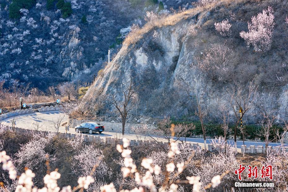 京郊“最美公路”昌赤路繁花似錦 車輛如在花海中行駛