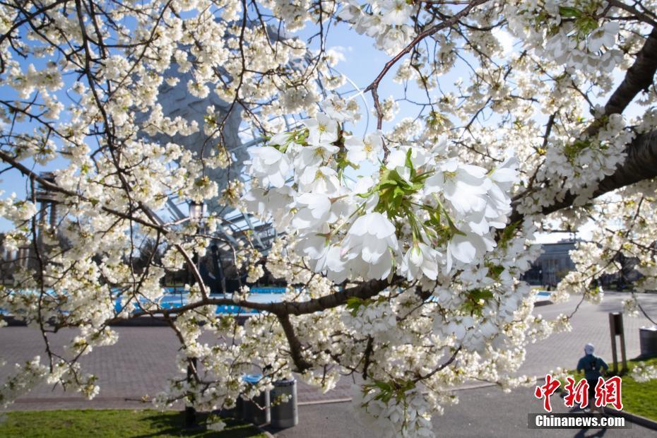 紐約櫻花怒放 市民樂享春光