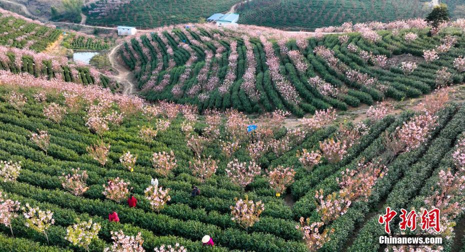 安徽宣州：櫻花如約開(kāi) 茶香溢山村