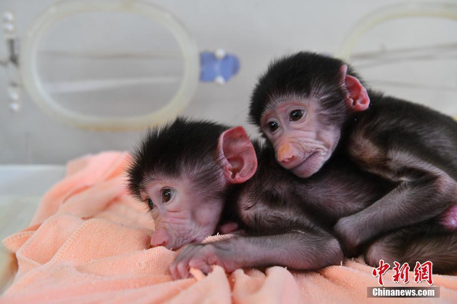 云南野生動(dòng)物園狒狒家族添新丁