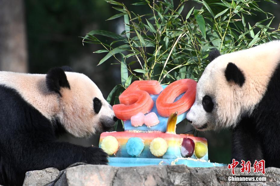 美國(guó)國(guó)家動(dòng)物園慶祝大熊貓抵美50周年