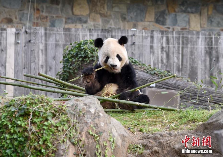 美國(guó)國(guó)家動(dòng)物園慶祝大熊貓抵美50周年