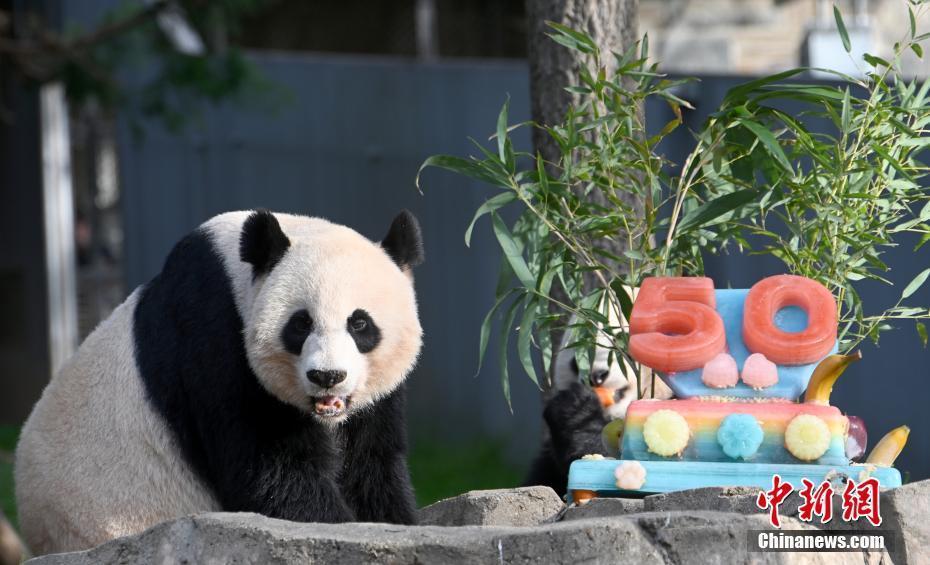 美國(guó)國(guó)家動(dòng)物園慶祝大熊貓抵美50周年