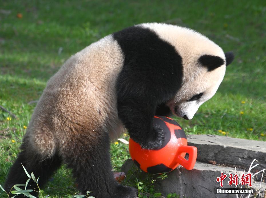 美國國家動物園慶祝大熊貓抵美50周年