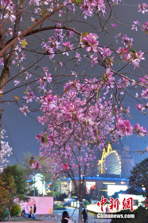 福州紫荊花開扮靚夜晚 夜色美如畫