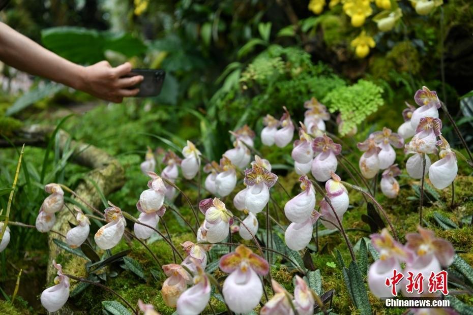 “植物大熊貓”兜蘭進(jìn)入盛花期