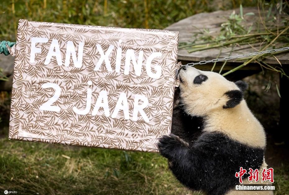 旅荷大熊猫“繁星”迎来2周岁生日