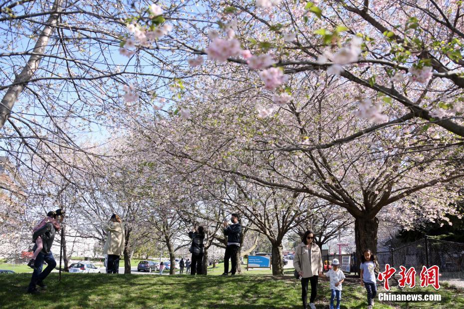 加拿大多倫多迎來櫻花盛放時節