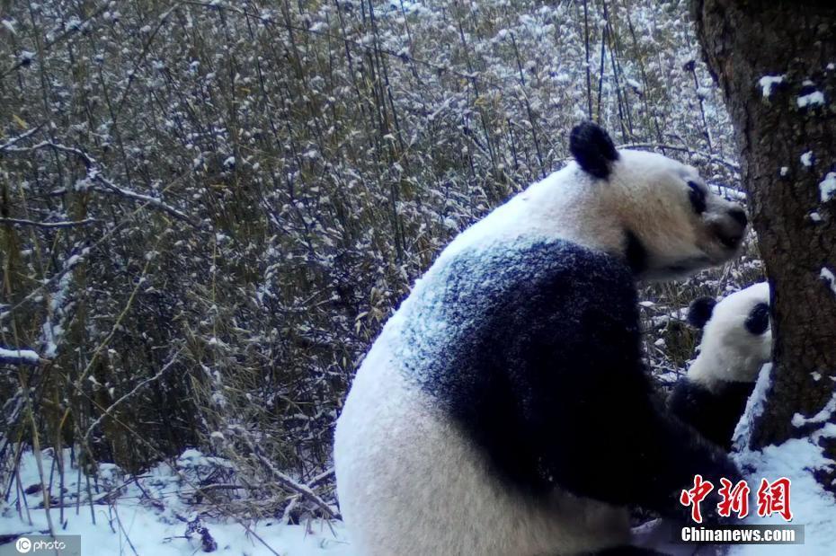 四川綿陽大熊貓“寶媽”雪地里耐心帶娃