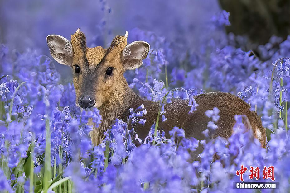 英国麋鹿徜徉紫色花海如童话场景