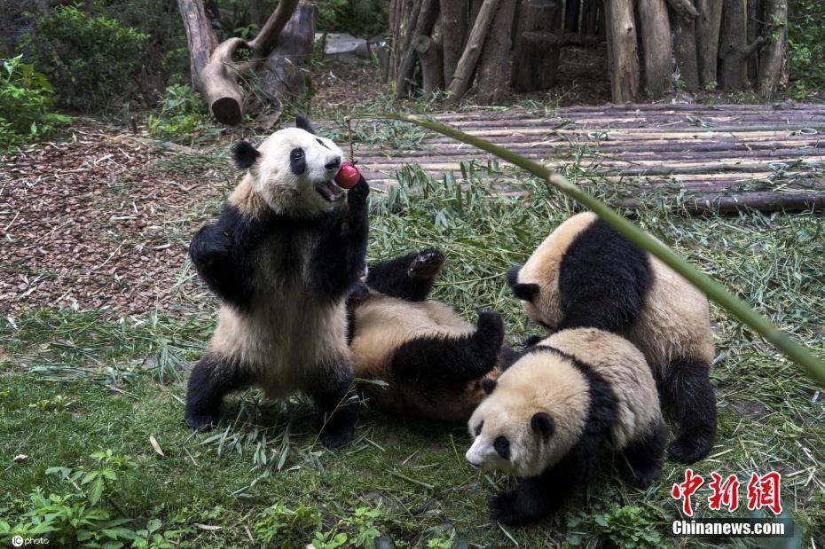 四川成都：大熊猫基地内欢快玩耍 憨态可掬惹人爱