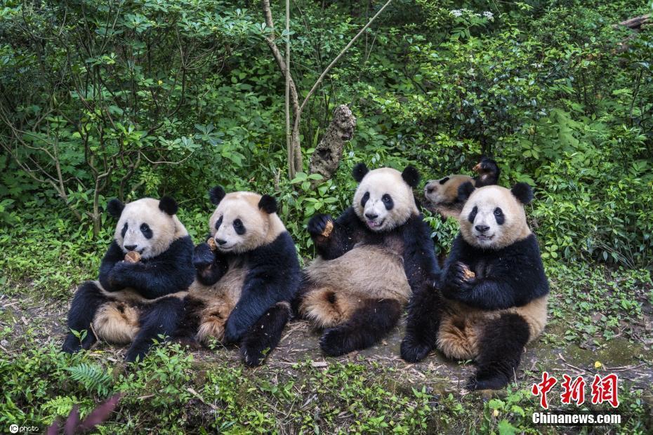 四川成都:大熊猫基地内欢快玩耍 憨态可掬惹人爱-中国侨网