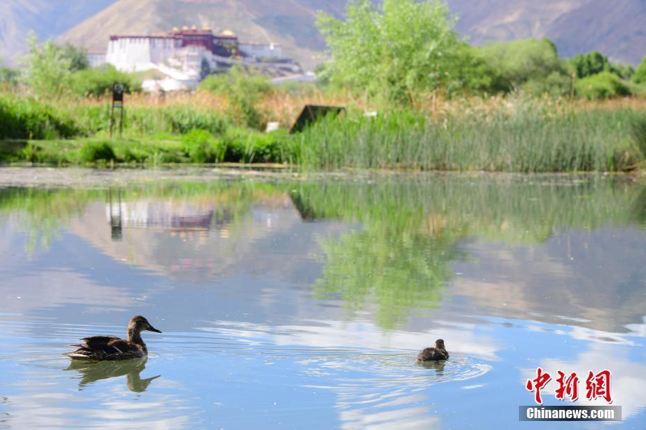 西藏：拉鲁湿地初夏风景如画