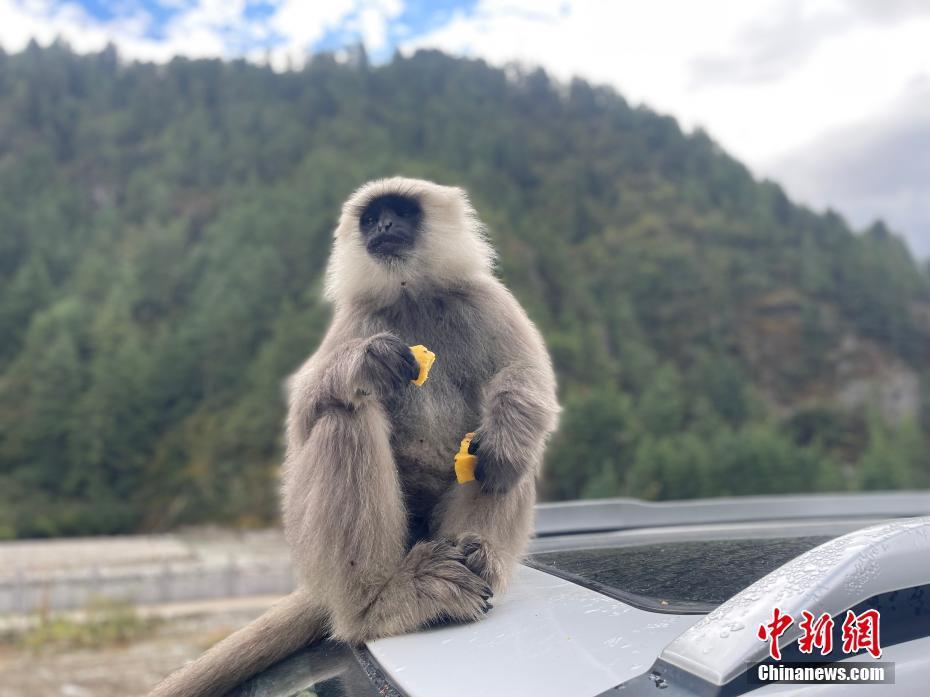 長尾葉猴“光顧”西藏亞東縣城