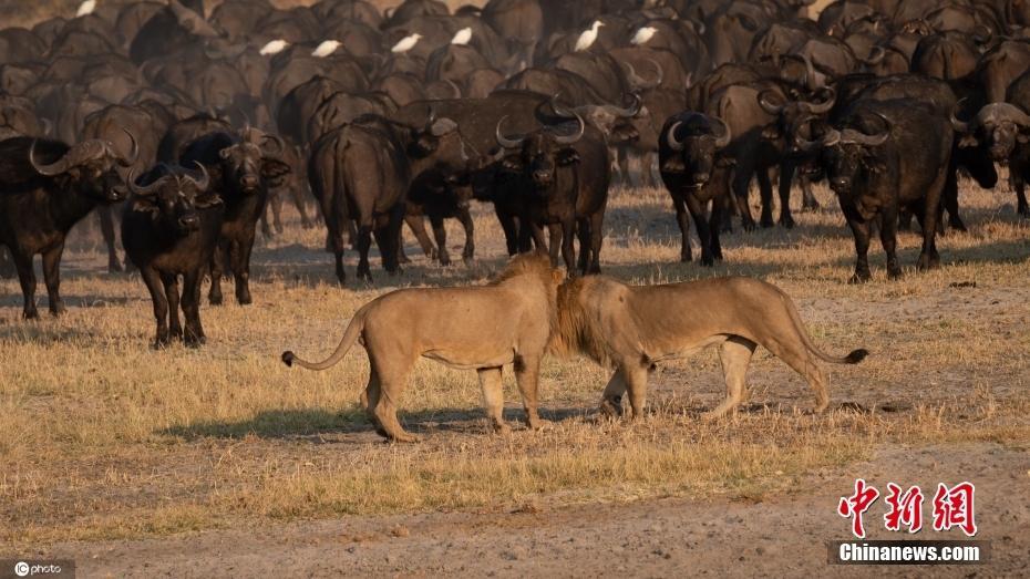 攝影師捕捉到非洲牛群擊退獅子精彩畫面