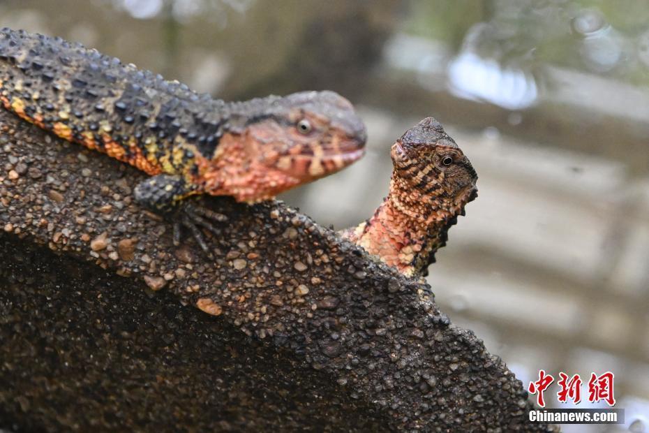 探訪廣東羅坑鱷蜥國家級自然保護區