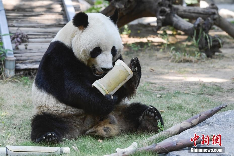 濟(jì)南：動物享美味“粽子”