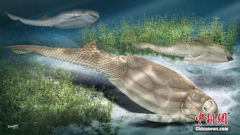 中国科学家最新研究4.1亿年前鱼化石揭秘鳞片鳞列如何演化-中国侨网