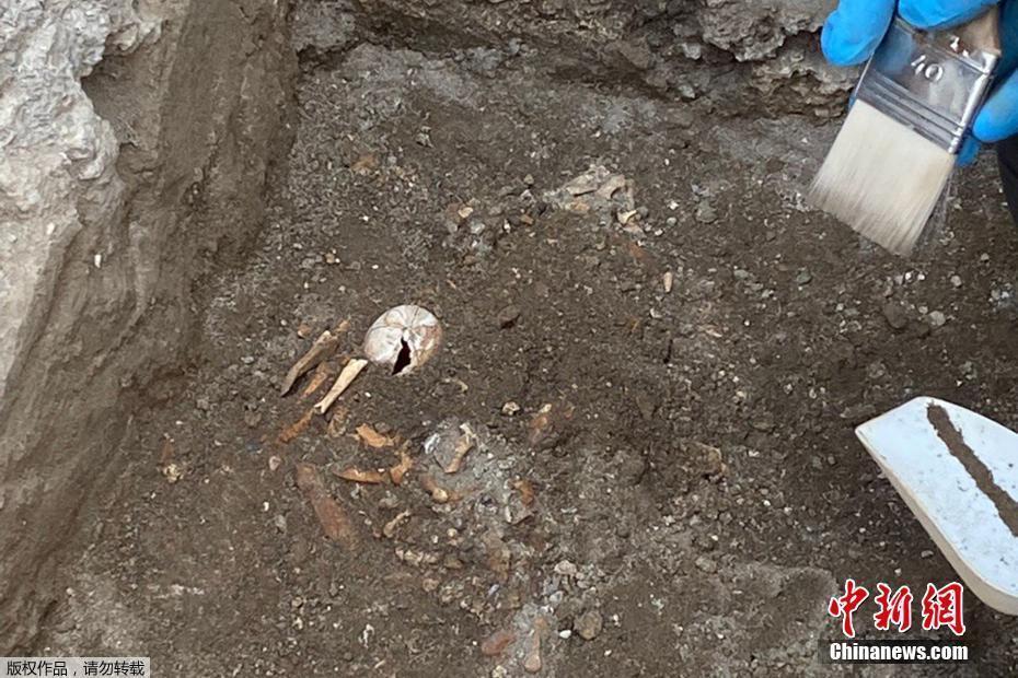 意大利庞贝古城发现陆龟遗骸 死亡时正准备产卵