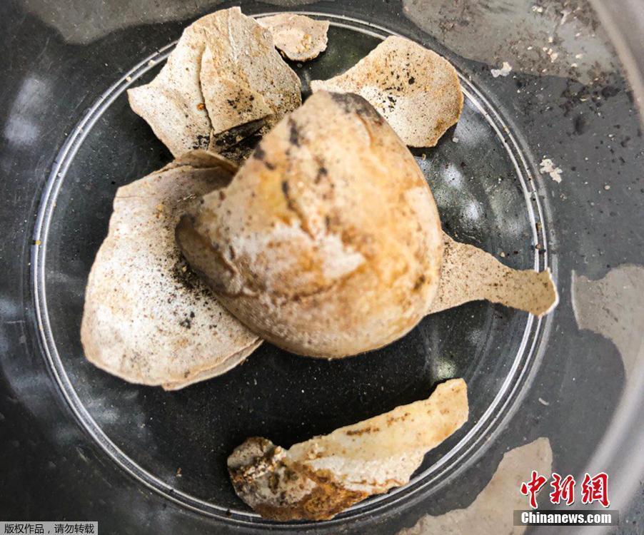 意大利庞贝古城发现陆龟遗骸 死亡时正准备产卵