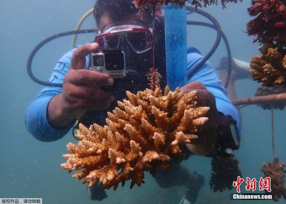 肯尼亚珊瑚礁修复师海底建苗圃