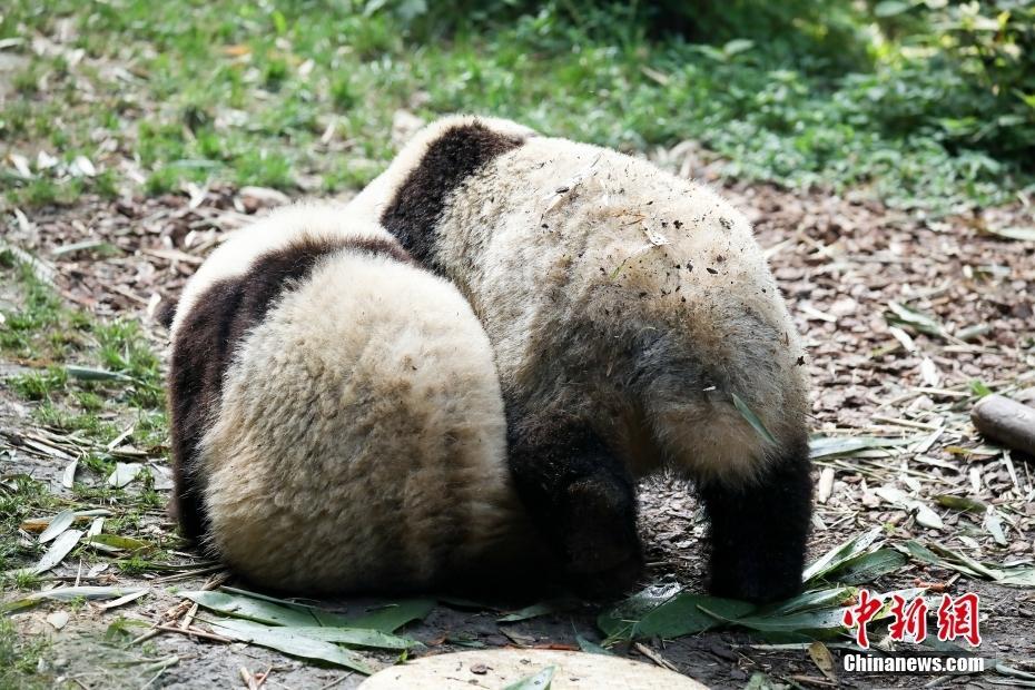 大熊貓龍鳳胎姐弟“和花”“和葉”迎來兩歲生日