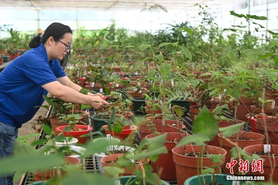 【圖刊】探訪中國科學(xué)院華南植物園