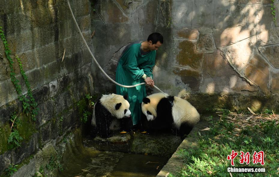 重慶高溫天氣持續(xù) 大熊貓沖涼降溫