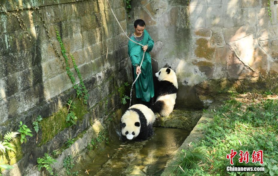 重慶高溫天氣持續(xù) 大熊貓沖涼降溫