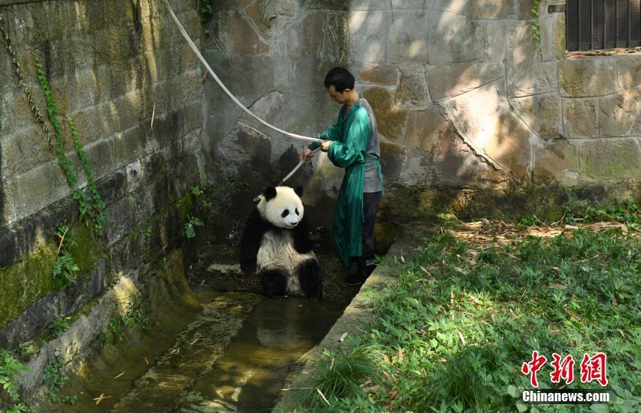 重慶高溫天氣持續(xù) 大熊貓沖涼降溫