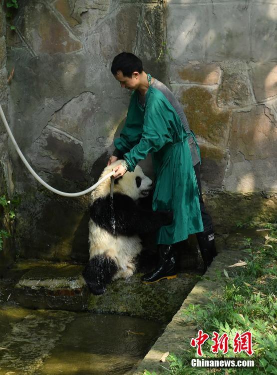 重慶高溫天氣持續(xù) 大熊貓沖涼降溫