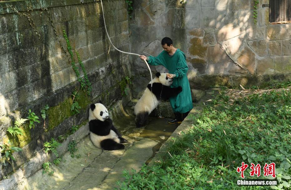 重慶高溫天氣持續(xù) 大熊貓沖涼降溫