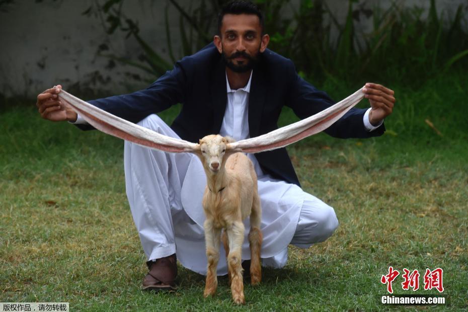 超大“精灵耳”山羊走红巴基斯坦 因耳朵长成明星