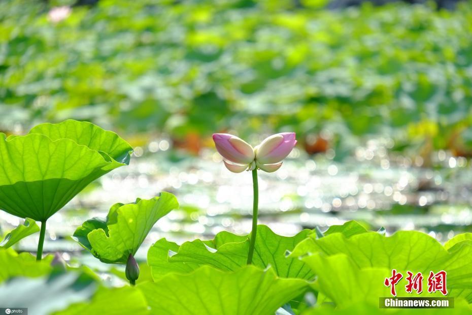 好運(yùn)“蓮蓮”,！并蒂蓮現(xiàn)身北京圓明園