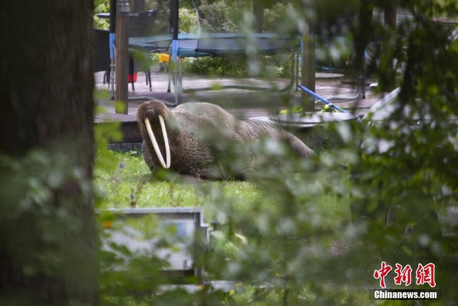 不速之客來訪,！海象誤闖居民院子后在草地上悠閑曬太陽