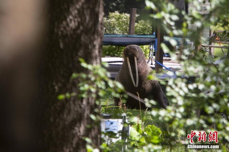 不速之客來訪,！海象誤闖居民院子后在草地上悠閑曬太陽