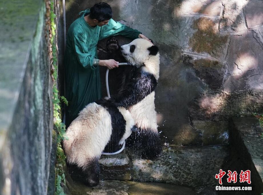 盛夏時節(jié) 重慶雙胞胎大熊貓淋浴消暑