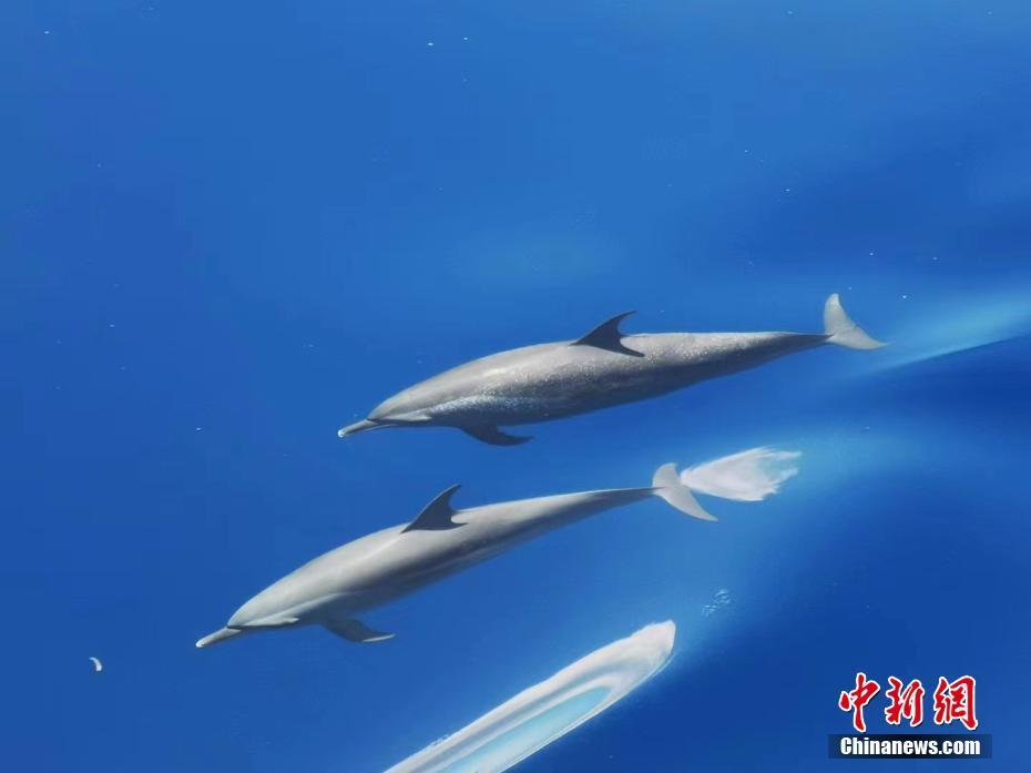 中国海警南岛舰西沙海域巡航路遇海豚