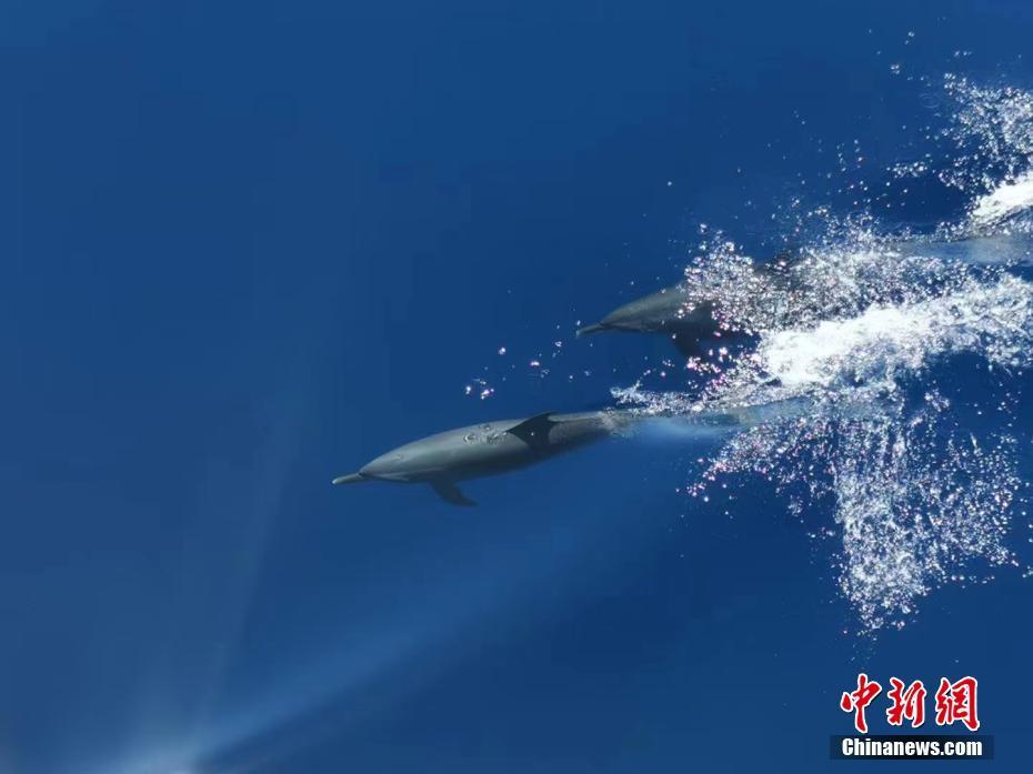 中国海警南岛舰西沙海域巡航路遇海豚