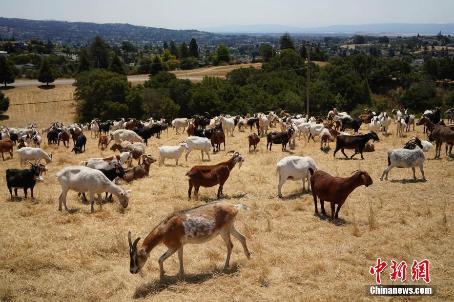 美国加州： 山羊成为预防山火“好帮手”