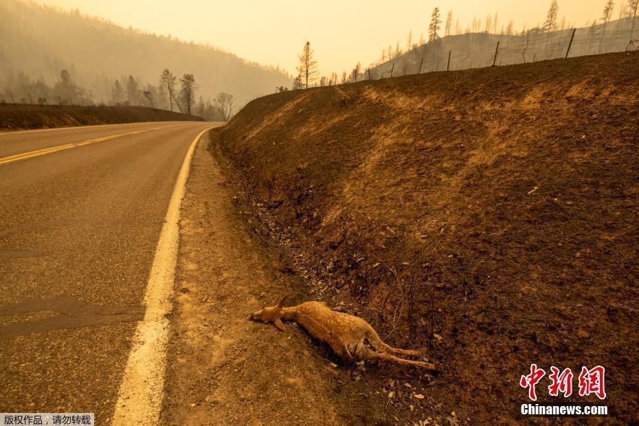 美国加州大火致动物死亡 小猫躲入石缝逃过一劫