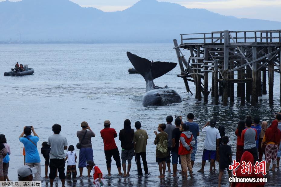 印尼海滩一头抹香鲸搁浅 因全身受伤最终死亡