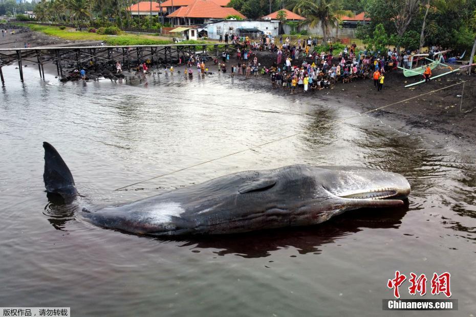 印尼海滩一头抹香鲸搁浅 因全身受伤最终死亡